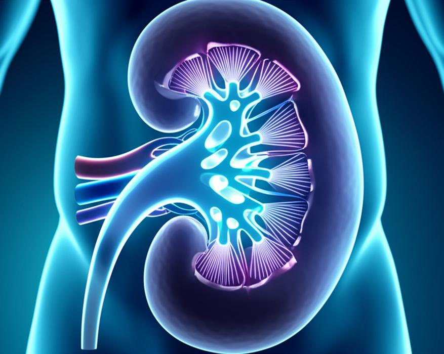 อยาก 'ดูแลไต' ให้ดีขึ้น? เผย 5 วิธี 'ฟื้นฟูไต' ลดความเสี่ยง 'ฟอกไต' ตลอดชีวิต! section 1