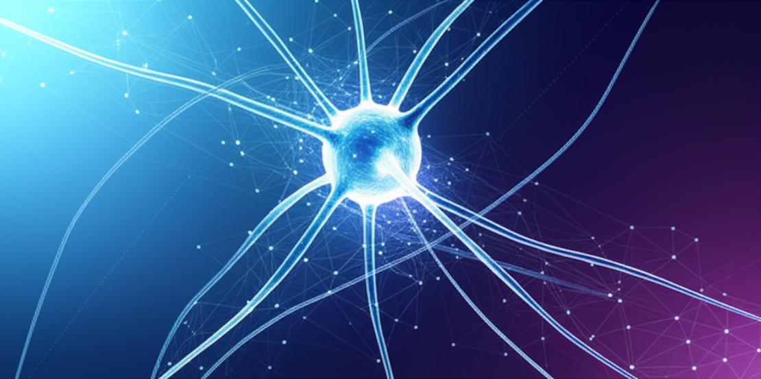 สมองฝ่อไม่ได้มีแค่ในผู้สูงอายุ! กู้คืนความจำ แก้สมาธิสั้น ด้วยโภชนาการสมองฉบับฟื้นฟูจากภายใน section 4