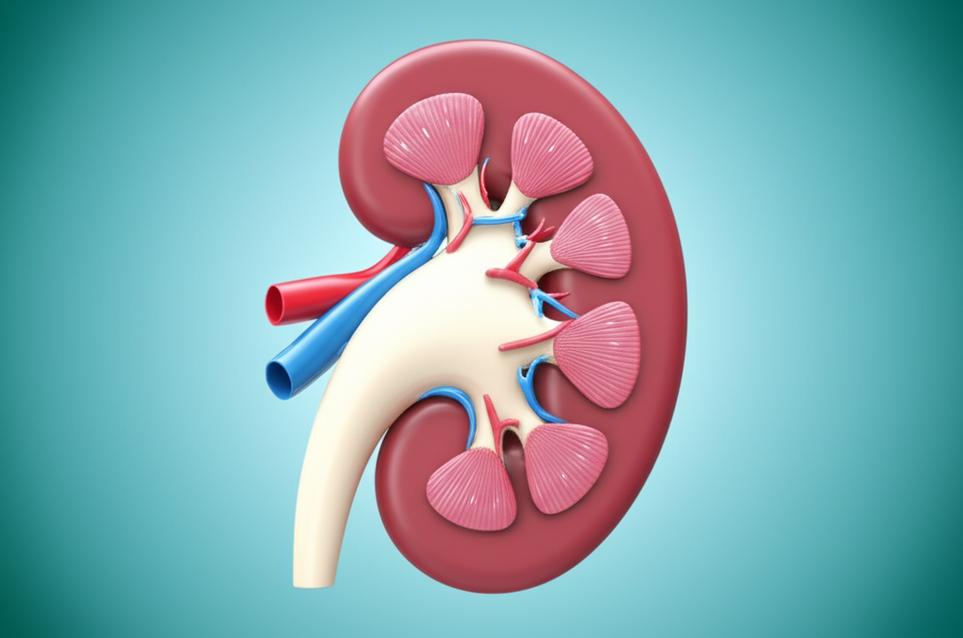 แนวทางการดูแลไตเพื่อฟื้นฟูสุขภาพและชะลอความเสื่อม: หลีกเลี่ยงการฟอกไตระยะยาว section 1