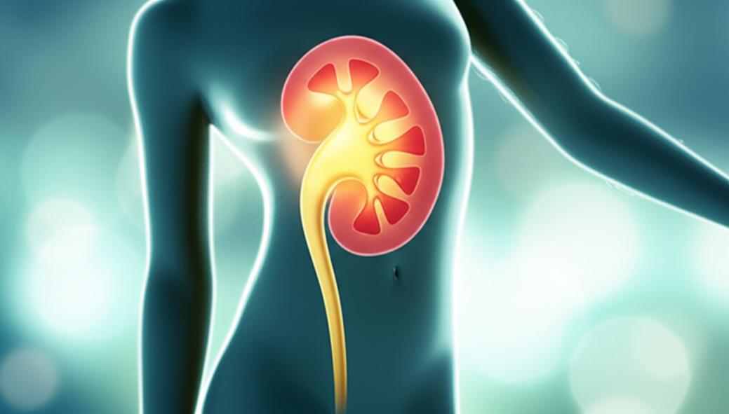 ไตเสื่อมแล้วต้องฟอกไตจริงหรือ? ทำความเข้าใจและฟื้นฟูไตอย่างยั่งยืนในมุมเวชศาสตร์ชะลอวัย section 5