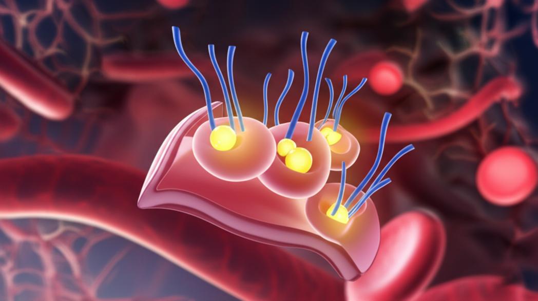คุณมีภาวะดื้ออินซูลินไหม? สัญญาณเตือนที่เบาหวานระยะเริ่มต้นต้องรู้ section 1