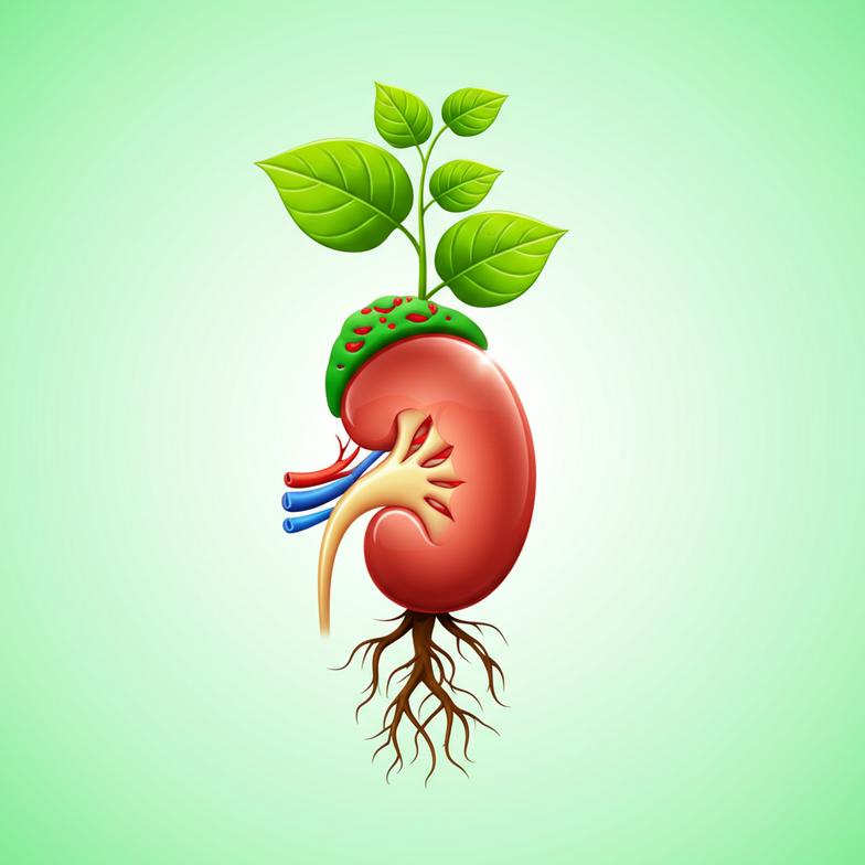 ไตเสื่อมแล้ว... มีทาง 'ฟื้นฟูไต' ให้กลับมาแข็งแรงขึ้น ไม่ต้อง 'ฟอกไต' ตลอดชีวิตจริงหรือ? section 5