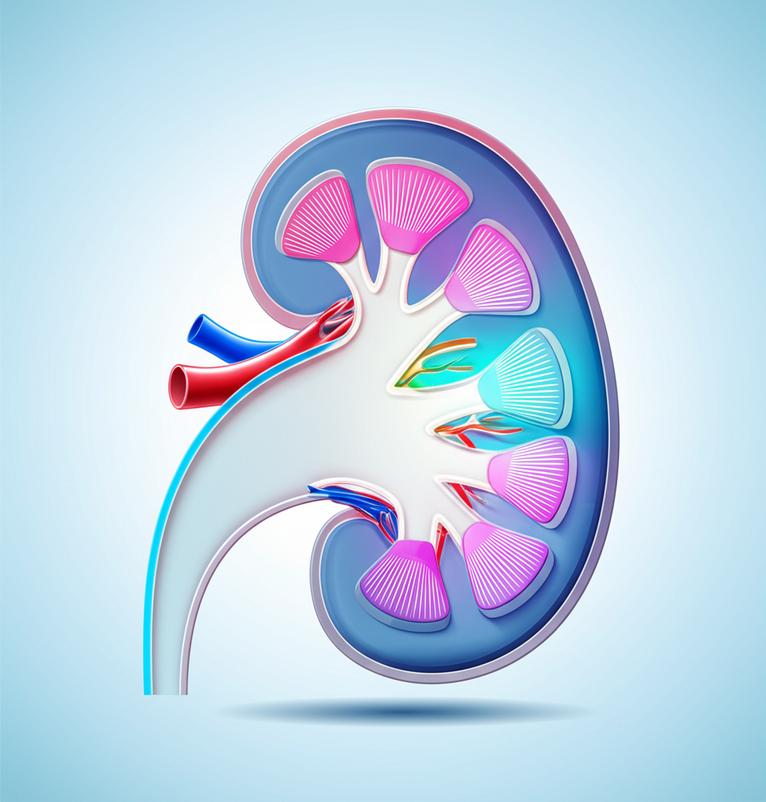 ไตเสื่อมแล้ว... มีทาง 'ฟื้นฟูไต' ให้กลับมาแข็งแรงขึ้น ไม่ต้อง 'ฟอกไต' ตลอดชีวิตจริงหรือ? section 1