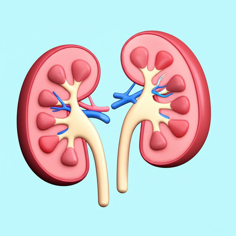 แนวทางดูแลไต: เข้าใจ 5 วิธีฟื้นฟูชะลอความเสื่อม ลดความเสี่ยงฟอกไตระยะยาว section 1