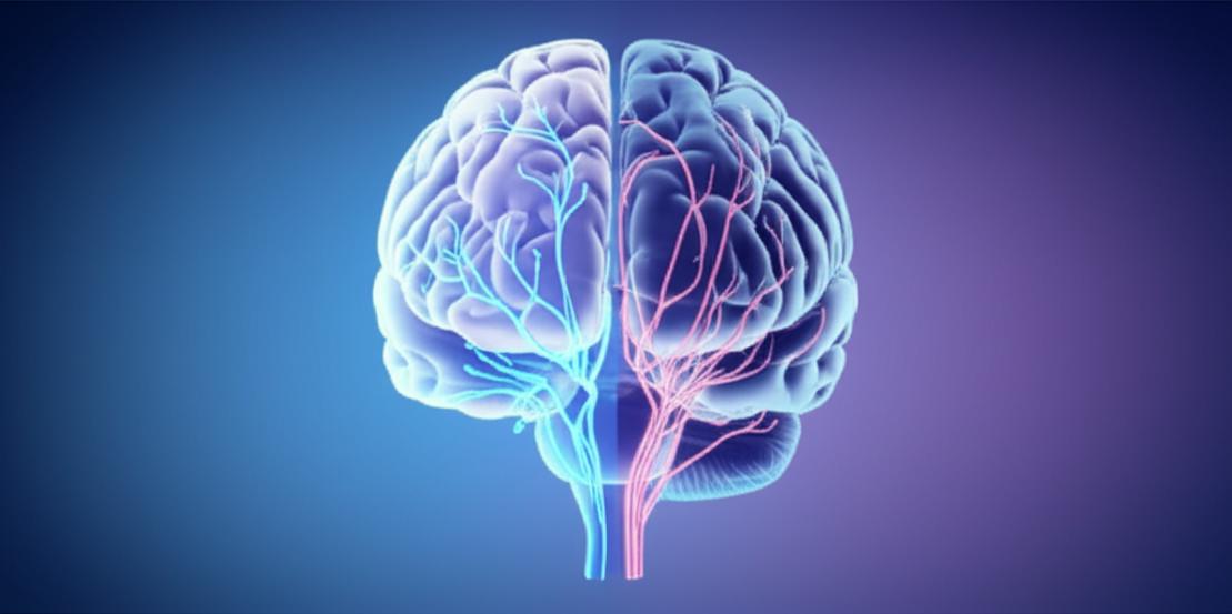 สมองเริ่มเสื่อม? 7 สัญญาณร้ายที่บอกว่าคุณกำลัง 'สมองฝ่อ' พร้อมวิธีฟื้นฟูความจำ! section 1