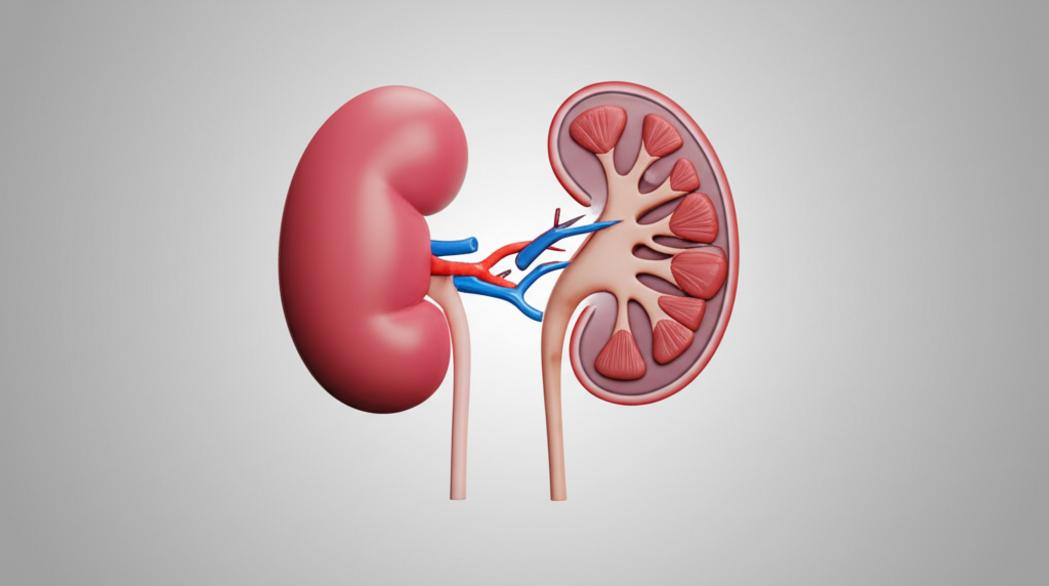 ปลุกไตให้ฟื้น! คู่มือฉบับเต็ม 'ดูแลไต' ชะลอเสื่อม ลดโอกาส 'ฟอกไต' ถาวร section 1