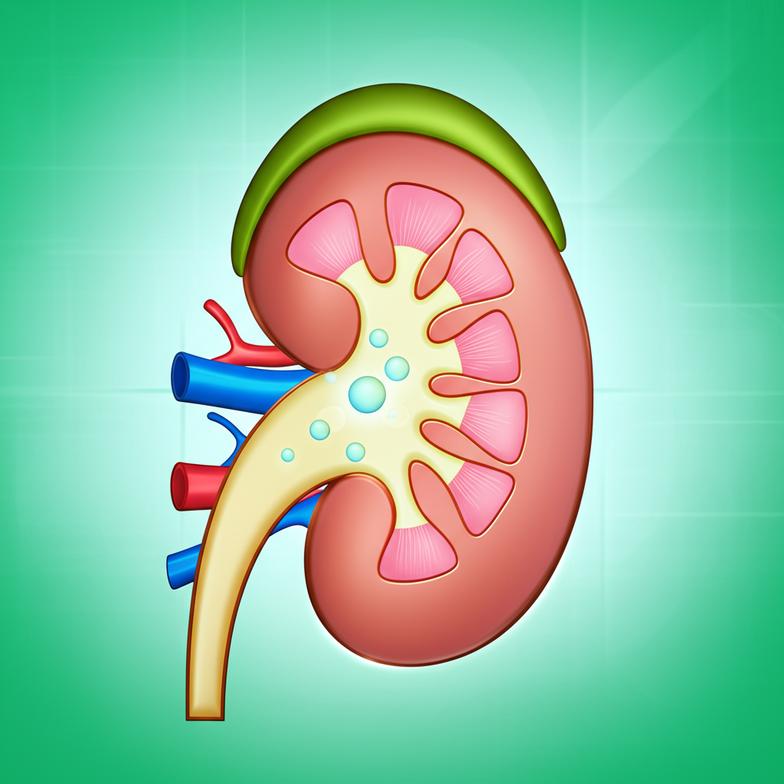 การดูแลไตเชิงรุก: แนวทางเวชศาสตร์ชะลอวัยเพื่อส่งเสริมสุขภาพไตและลดความเสี่ยงการฟอกไต section 3