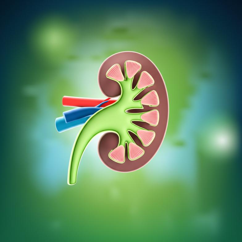 ไตเสื่อมแล้ว... โอกาสในการฟื้นฟูและการดูแลเพื่อชะลอการลุกลาม section 3