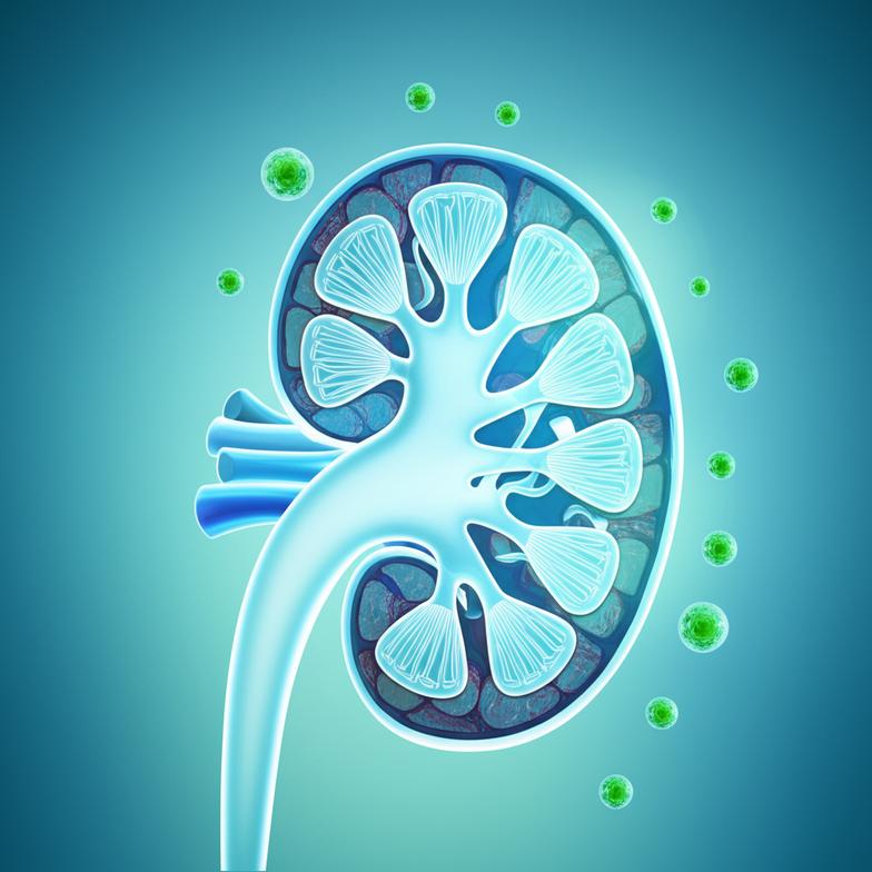 แนวทางการดูแลและฟื้นฟูภาวะไตเสื่อม: ลดโอกาส 'ฟอกไต' ด้วยวิถีเวชศาสตร์ชะลอวัย section 1