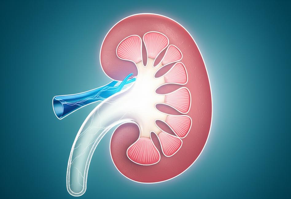 แนวทางเวชศาสตร์ชะลอวัย: 'ฟื้นฟูไต' ชะลอโรคไตเรื้อรัง เพื่อคุณภาพชีวิตที่ดีกว่า section 3