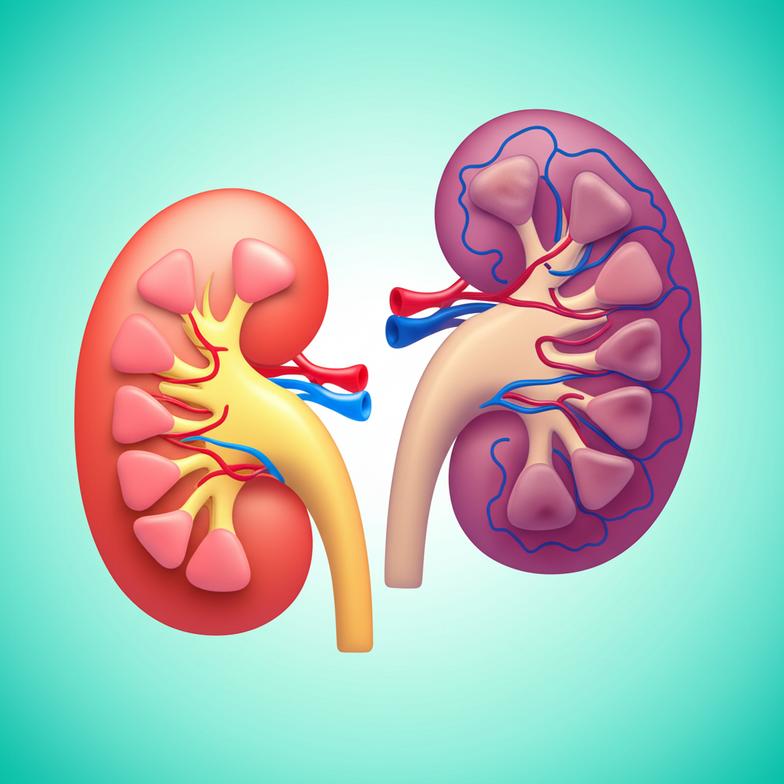 ไตเสื่อมแล้ว...การดูแลและฟื้นฟูเพื่อชะลอความเสื่อมของไต section 1