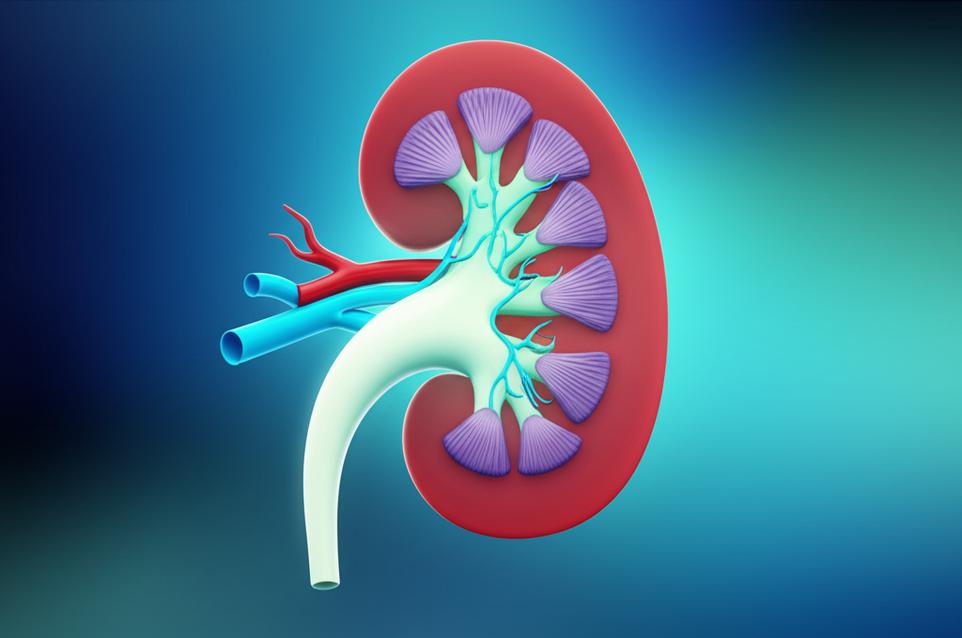 5 สิ่งสำคัญที่ผู้ป่วยโรคไตควรรู้และปรับเปลี่ยน เพื่อชะลอความเสื่อมและฟื้นฟูสมดุล section 1